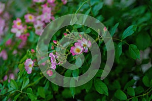 Dog rose (Rosa canina) or red-brown rose (Rosa rubiginosa) flower close up photo