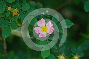 Dog rose (Rosa canina) or red-brown rose (Rosa rubiginosa) flower close up photo