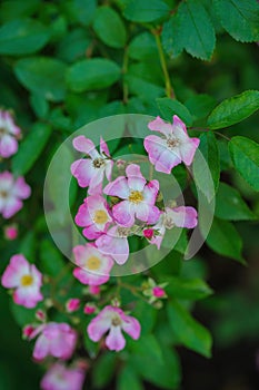 Dog rose (Rosa canina) or red-brown rose (Rosa rubiginosa) flower close up photo