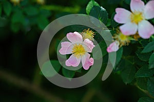 Dog rose (Rosa canina) or red-brown rose (Rosa rubiginosa) flower close up photo