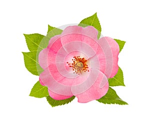 Dog rose rose hip