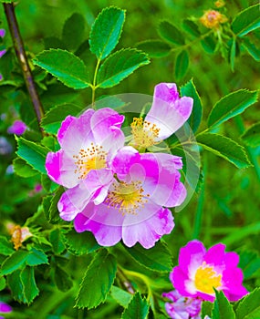 Dog-rose. Rosehip. dog rose flower.