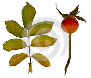 dog-rose. Rosehip. dog rose flower. A branch of a flowering wild