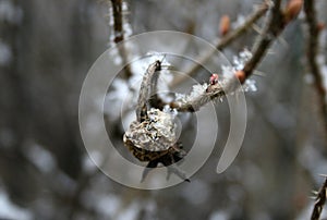 A dog rose in winter