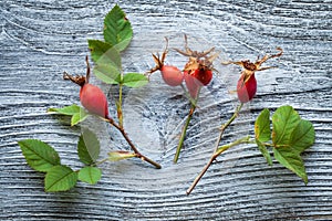 Dog rose on wooden table background.