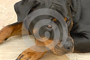 Dog rottweiler