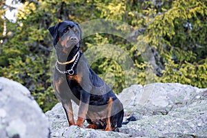 Dog of Rottweiler breed sits on ledge of mountain with vegetation and forest against backdrop of sky