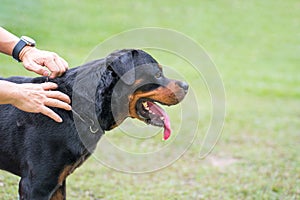 Dog Rottweiler. Close up, side view