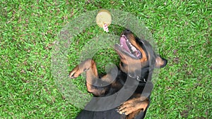 Dog Rottweiler lying and relaxing on grass with a glass of orange juice by his side on a sunny day.