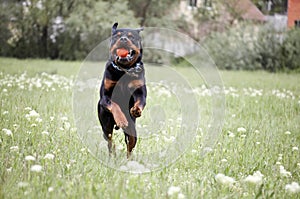 Dog rottweiler  running dog with ball