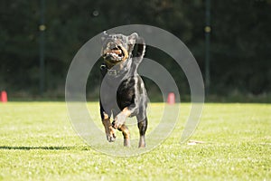Dog, Rottweiler, running with sorting stick in his mouth