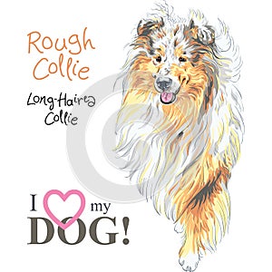 Dog Rough Collie breed vector