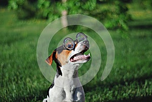 Dog in round reading glasses with open mouth