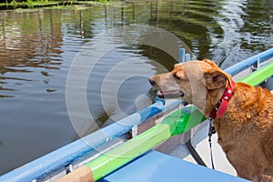 Dog in rowing boat