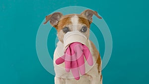 Dog with a rubber glove on the face