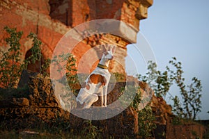 dog at the ruins. Pet on the background of architecture. Ibizan greyhound