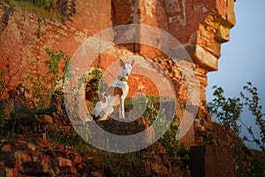 dog at the ruins. Pet on the background of architecture. Ibizan greyhound