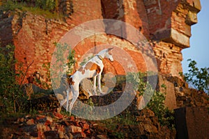 dog at the ruins. Pet on the background of architecture. Ibizan greyhound