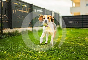 Dog run beagle jumping fun in the backyard with a green ball.