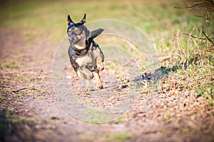 Dog run in meadow