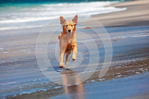 Dog run by sand beach along sea surf