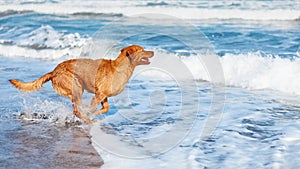Dog run by sand beach along sea surf
