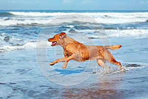Dog run by sand beach along sea surf photo