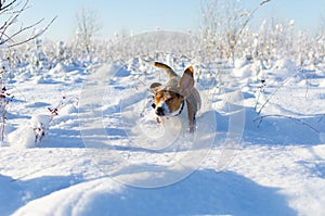 Dog run in snowy field. Winter sunny fresh day. Beagle is running