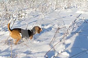 Dog run in snowy field. Winter sunny fresh day. Beagle is running
