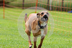 A dog run to the next final on a Agility parkour at dog school