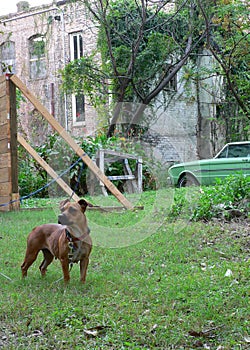 Dog and rundown building