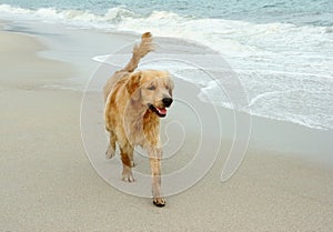 Dog runing.