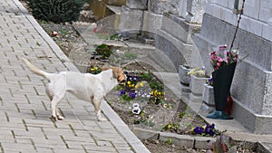 Dog running