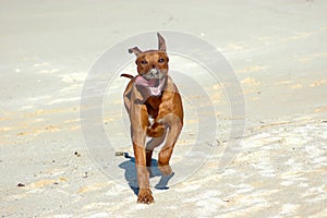 Dog running photo