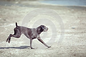 Dog running