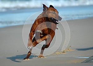 Il cane correre 