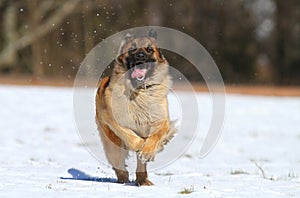 Dog running photo