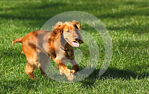 Dog running