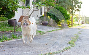 Dog running