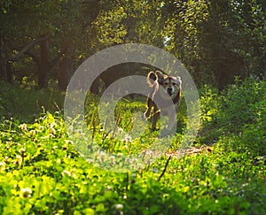 Il cane correre 