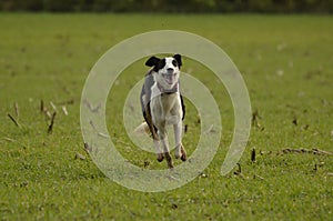 Dog running