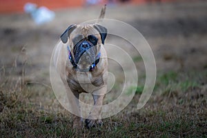 the dog is running across the field towards the camera and he is being very excited