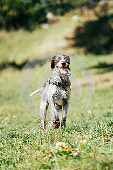 Dog running across a field towards the camera with a happy expression on its face