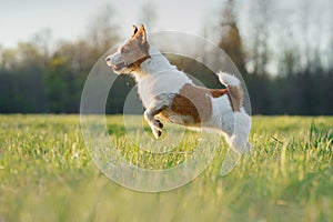 The dog is running. active jack russell terrier is flying across the field. Pet in motion