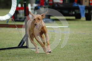 Dog running in agility