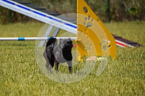 Dog is running in agility.