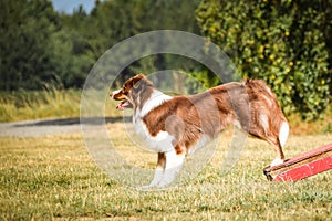 Dog is running in agility park.