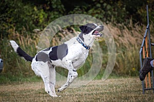 Dog is running in agility park.