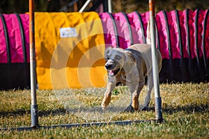 Dog is running in agility park.