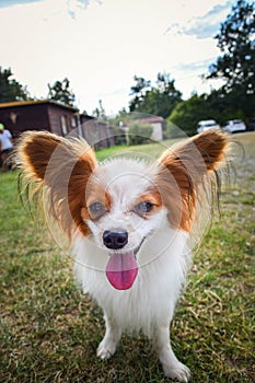 Dog is running in agility park.